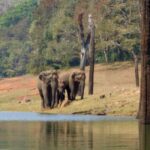 From Kochi:- 02 Days Periyar Wildlife Tour with Nature Walk - Cultural Highlights in Thekkady