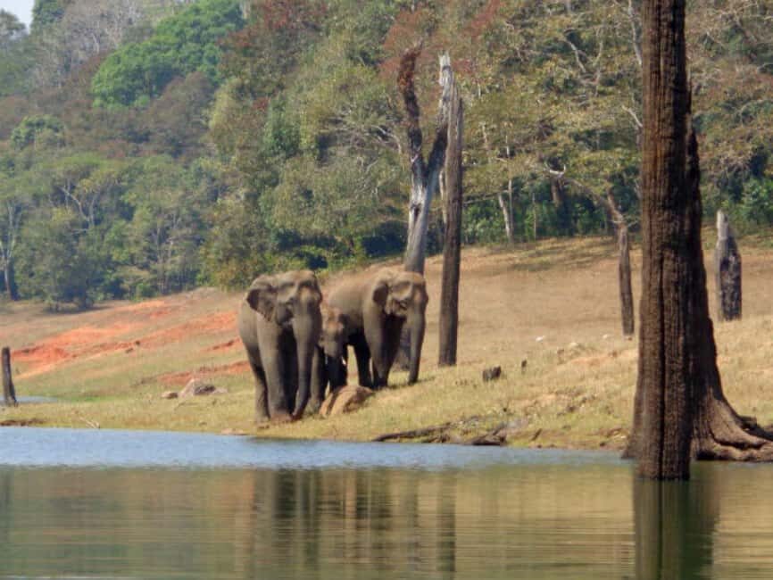 From Kochi:- 02 Days Periyar Wildlife Tour with Nature Walk - Cultural Highlights in Thekkady