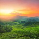 From Kochi:- 03 Days Cochin with Munnar Hill Station Tour - Transition to Munnar: Scenic Drive & First Impressions