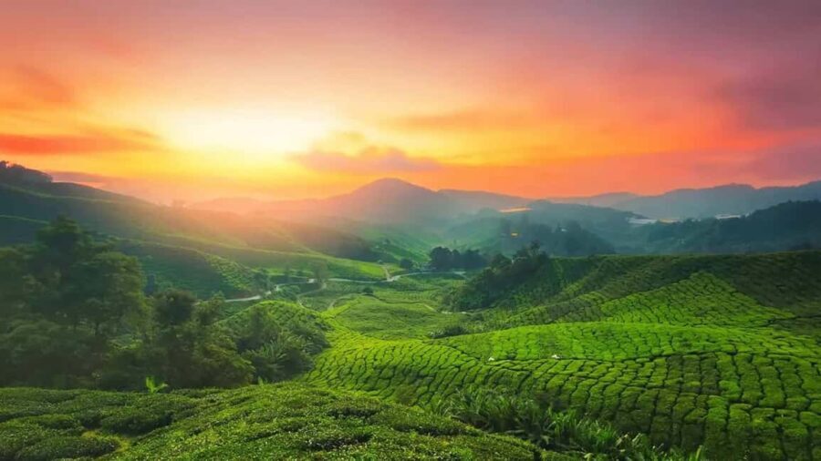 From Kochi:- 03 Days Cochin with Munnar Hill Station Tour - Transition to Munnar: Scenic Drive & First Impressions