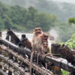From Kochi: Athirappilly Waterfalls Day Trip with Transfers - Who Is This Tour Best Suited For?