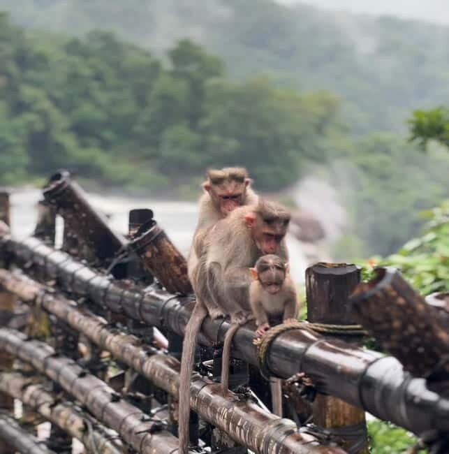 From Kochi: Athirappilly Waterfalls Day Trip with Transfers - Who Is This Tour Best Suited For?