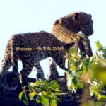 From Mirissa / Galle / Bentota : DAY TOUR to ELLA & Return - Transport & Timing