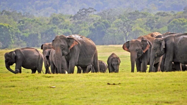 From Mirissa / Galle / Tangalle to Yala Safari & Drop- Ella - The Experience: From Coastal Comfort to Wild Encounters