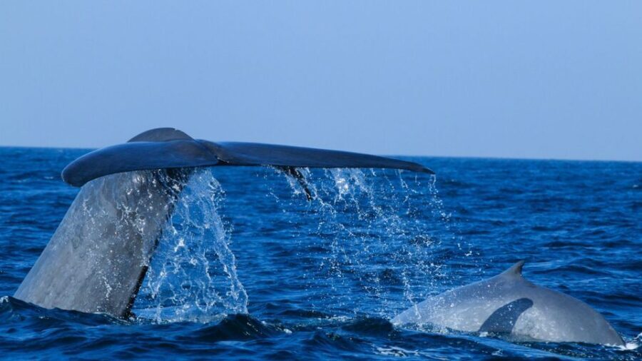 From Mirissa: Private Whale Watching Tour With Sunset - An Overview of the Experience