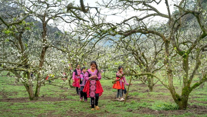 From Moc Chau: 3-Day Tea Farm and Waterfall Tour - A Detailed Look at the Itinerary