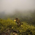 From Mumbai: Lonvala Hill Station & Tiger Point Private Tour - Why This Tour Offers Great Value