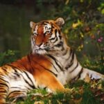 From Nagpur: Pench Wildlife Private Tour with Accommodation - Important Details for Travelers
