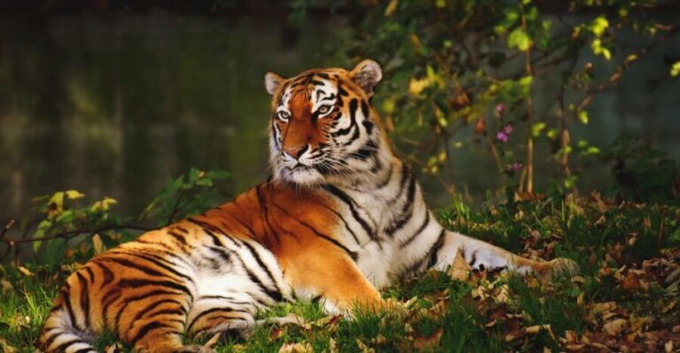 From Nagpur: Pench Wildlife Private Tour with Accommodation - Important Details for Travelers