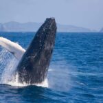 From Naha Whale Watching (Naha city Pickup) English guide - The Experience Inside and Out