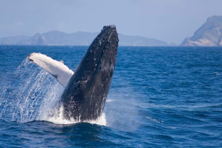 From Naha Whale Watching (Naha city Pickup) English guide - The Experience Inside and Out