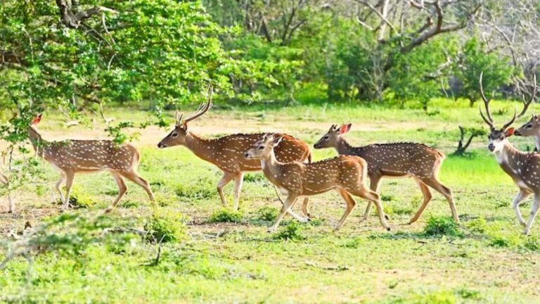 From Negombo: Wilpattu National Park Safari with Transfers - Wildlife Encounters: What You Might See
