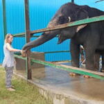 From New Delhi: Taj Mahal Sunrise Tour and Elephant Wildlife - How the Tour Works: Step-by-step Breakdown