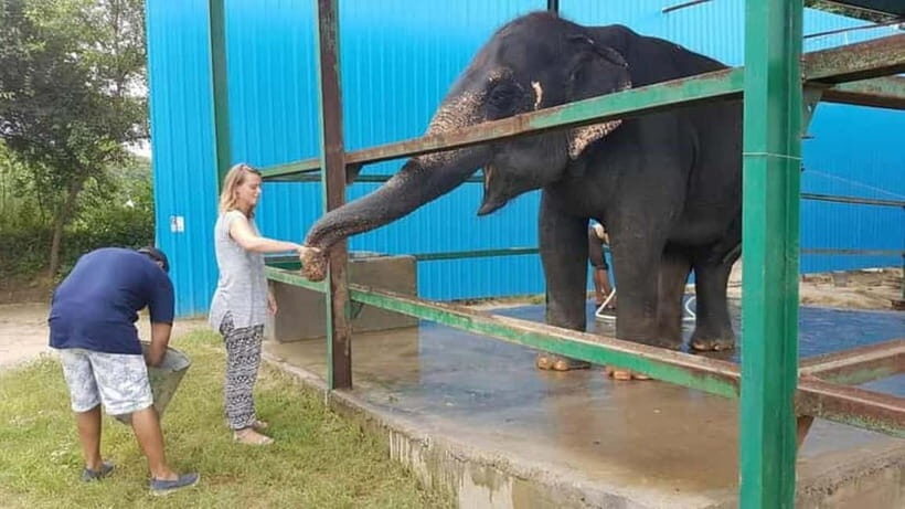 From New Delhi: Taj Mahal Sunrise Tour and Elephant Wildlife - How the Tour Works: Step-by-step Breakdown