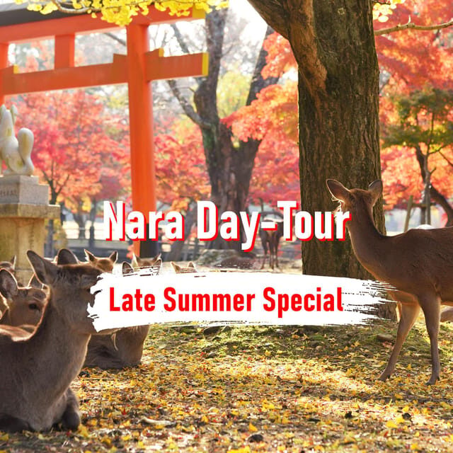 From Osaka: 10-hour Private Customized Tour to Nara - Practical Details & Considerations