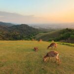 From Osaka: Kyoto & Nara Highlights Day Tour (7 attractions) - The Authenticity and Value of the Experience