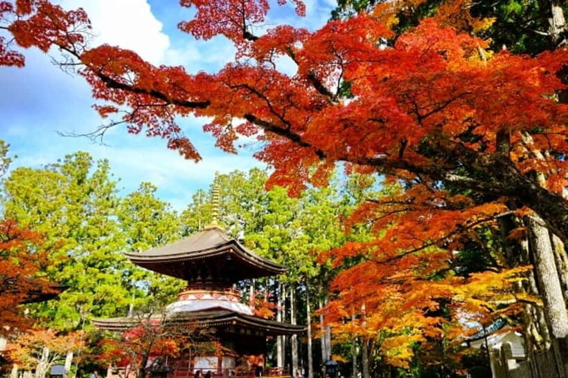 From Osaka: Mt. Koya Autumn Leaves Tour with Fruit Picking - The Fun of Fruit Picking in Wakayama