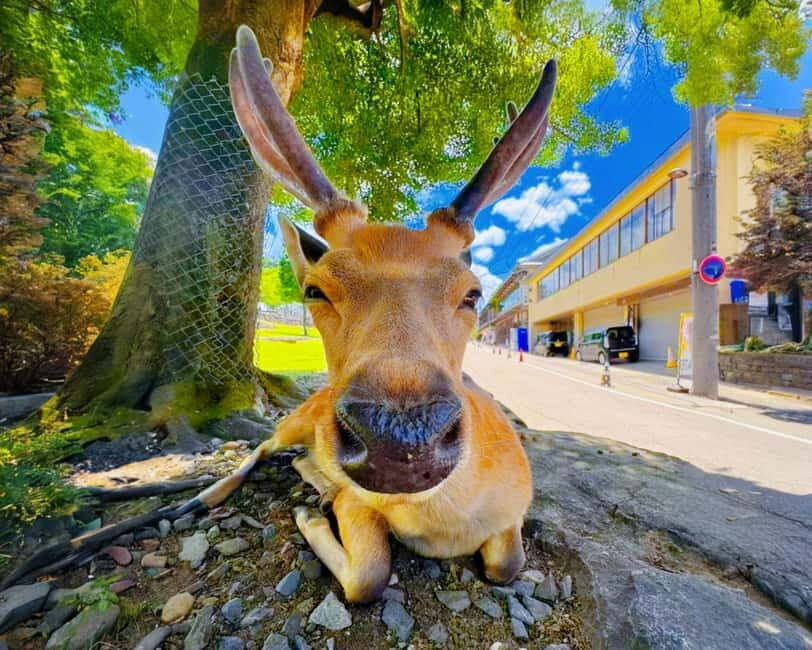 From Osaka: Nara Deer & Kyoto Kiyomizudera Sightseeing Tour - Overview of the Tour Experience