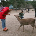 From Osaka: Nara private car tour with optional guide - Why the Price Offers Good Value