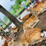 From Osaka: Nara Private Tour with Meet-Up at Your Hotel - What Travelers Say About This Tour