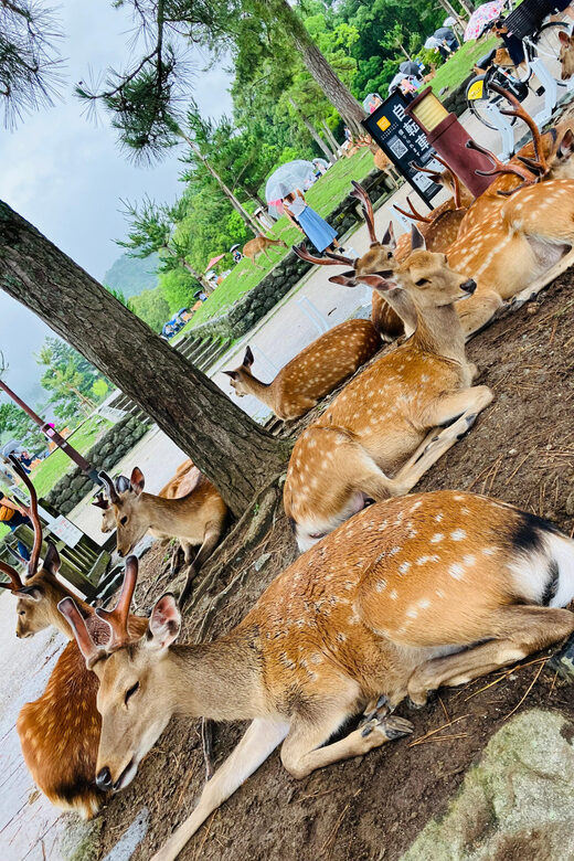 From Osaka: Nara Private Tour with Meet-Up at Your Hotel - What Travelers Say About This Tour