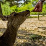 From OsakaOsaka with Nara Private Day Trip with Pickup - Exploring the Itinerary in Detail