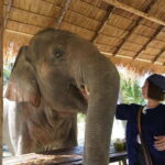 From Pattaya: Living Green Elephant Sanctuary Day Trip - Why This Tour Stands Out