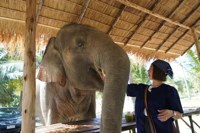 From Pattaya: Living Green Elephant Sanctuary Day Trip - Why This Tour Stands Out