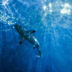 From Phi Phi : Maya Bay snorkeling trip by Speed Boat - Practical Details: What to Expect and What It Means for You