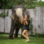 From Phuket: Elephant Jungle Sanctuary Feed and Shower Trip - The Value of This Tour