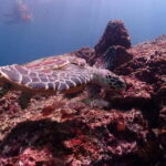 From Phuket: Phi Phi Islands Speedboat Tour - Why the Speedboat Choice Matters