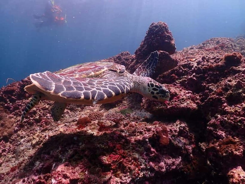 From Phuket: Phi Phi Islands Speedboat Tour - Why the Speedboat Choice Matters