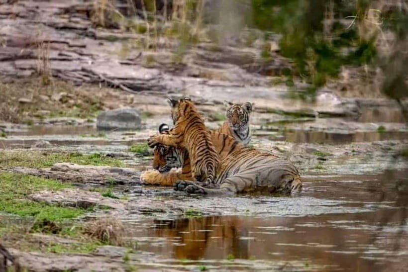 From Ranthambore: Official Tiger Safari in Canter With Guide - Practicalities and tips: