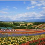 From Sapporo : Hokkaido Furano Tomita Farm Joiner Tour - Practical Details & Tips