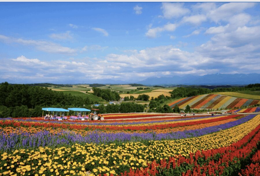 From Sapporo : Hokkaido Furano Tomita Farm Joiner Tour - Practical Details & Tips