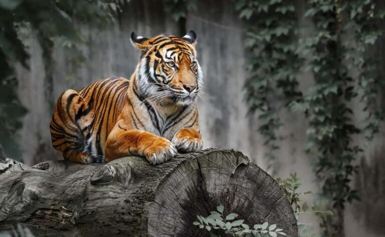 From Sariska: Official Tiger Safari in Open Jeep with Guide - The Safari Itself: What to Expect