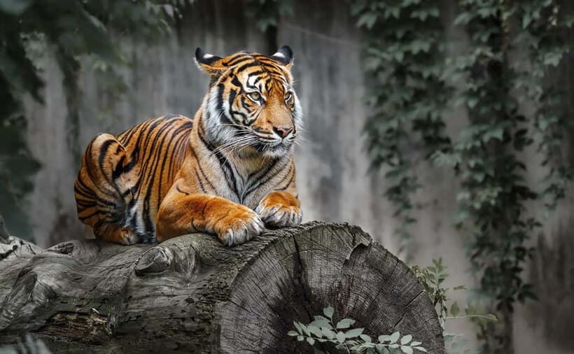 From Sariska: Official Tiger Safari in Open Jeep with Guide - The Safari Itself: What to Expect