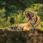 From Sawai Madhopur: Ranthambore National Park Jeep Safari - What can travelers expect during the safari?
