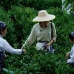 From Shanghai: 7-Day Tour to Huangshan, Hangzhou & Wuzhen - The Practical Side: What You Should Know