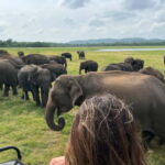 From Sigiriya/Habarana: Minneriya National Park Safari - The Itinerary: What to Expect