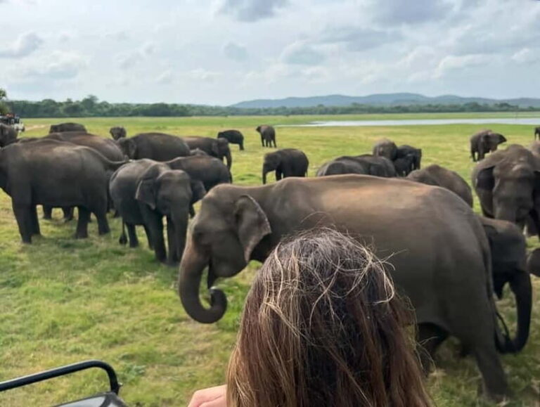 From Sigiriya/Habarana: Minneriya National Park Safari - The Itinerary: What to Expect