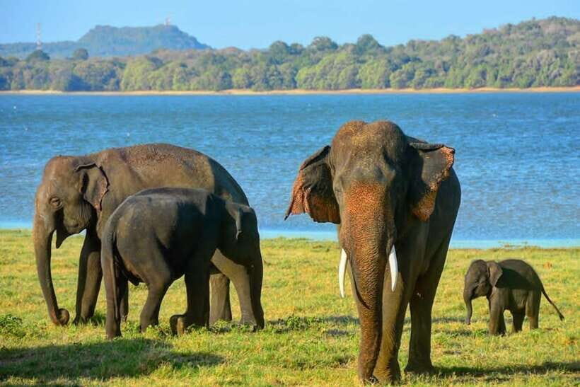 From Sigiriya : Kaudulla National Park Elephant Jeep Safari - Who Should Consider This Safari?