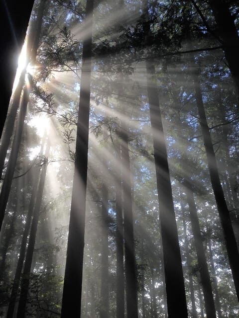 From Tokyo: Chichibu Hiking Day Tour To Mitsumine Shrine - Transport and Practicalities