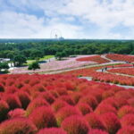 From Tokyo: Hitachi seaside Park & Oarai Isosaki Shrine Tour - Itinerary Breakdown