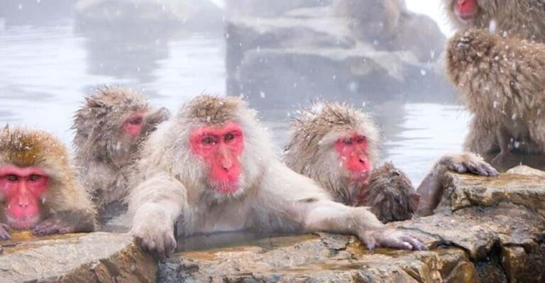 From Tokyo/Nagano : Private Snow Monkeys Park Full Day Trip - Jigokudani Monkey Park: Close Encounters with Snow Monkeys