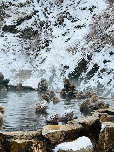 From Tokyo: Nagano Snow Monkey Park Zenkoji Temple Day Trip - Practical Details and Tips