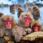 From Tokyo or Nagano: Private Snow Monkey Park Full day trip - Practical Details and Tips