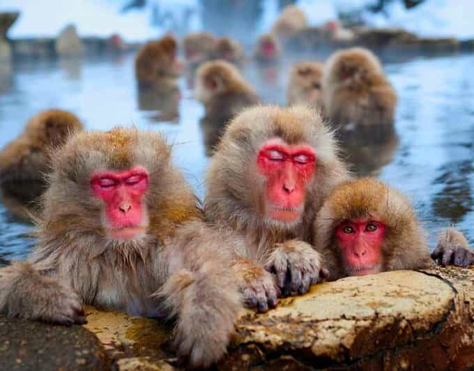 From Tokyo or Nagano: Private Snow Monkey Park Full day trip - Practical Details and Tips