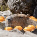 From Tokyo: Private Day Trip to Izu & Shimoda, Shizuoka - A Closer Look at the Itinerary