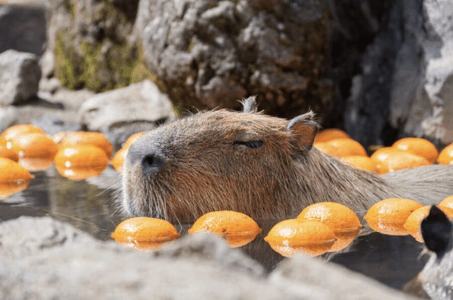 From Tokyo: Private Day Trip to Izu & Shimoda, Shizuoka - A Closer Look at the Itinerary